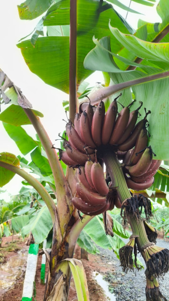  8140 Sq.ft. Agricultural/Farm Land for Sale in Madhurandagam, Chennai