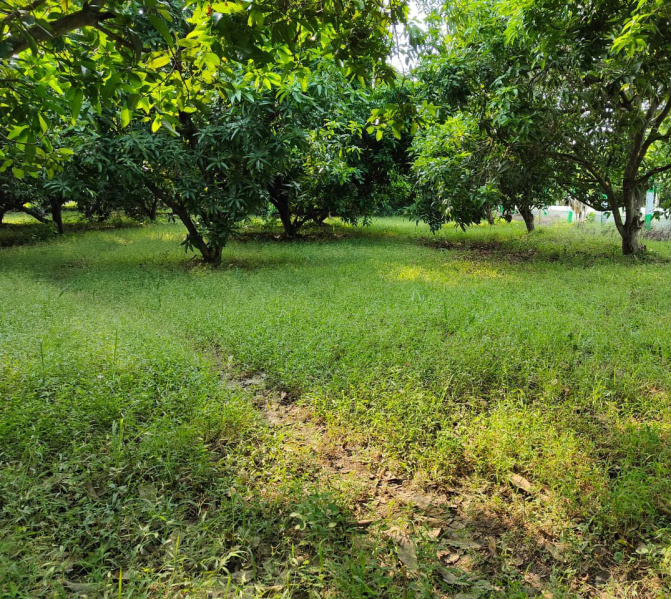  7227 Sq.ft. Agricultural/Farm Land for Sale in Madurantakam, Kanchipuram
