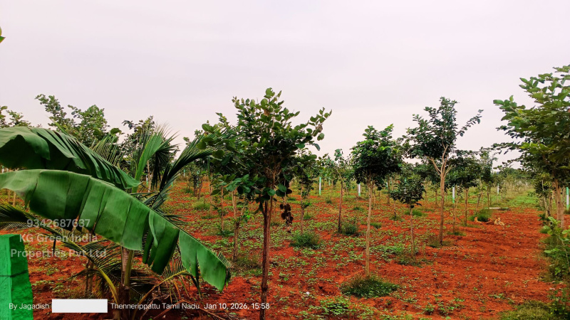  7227 Sq.ft. Agricultural/Farm Land for Sale in Madurantakam, Kanchipuram