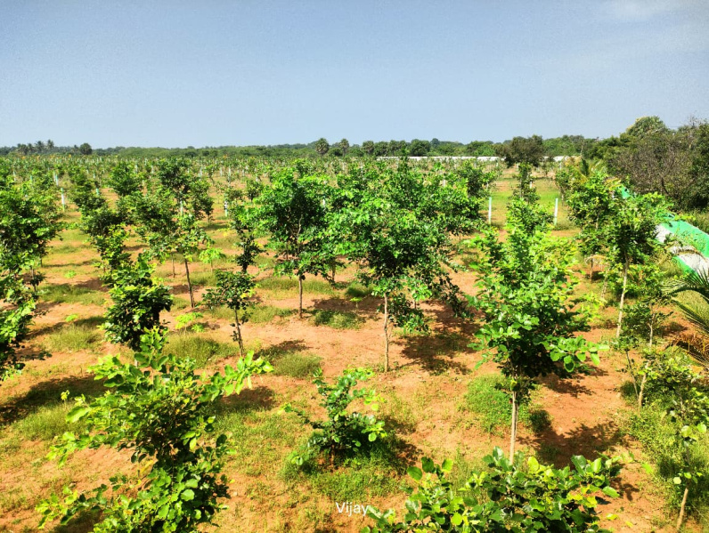  10000 Sq.ft. Agricultural/Farm Land for Sale in Maduranthakam, Chengalpattu