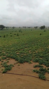  Agricultural Land for Sale in Kolayat, Bikaner