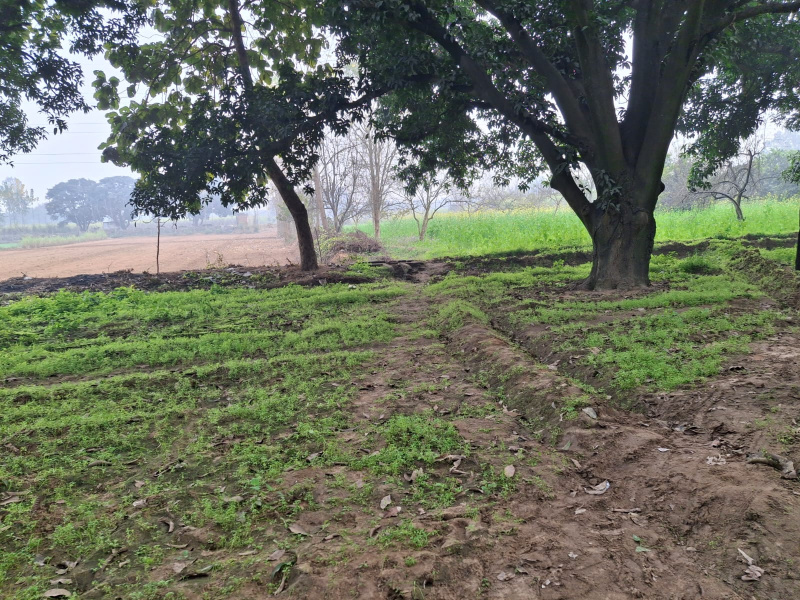  17 Bigha Agricultural/Farm Land for Sale in Saket, Meerut