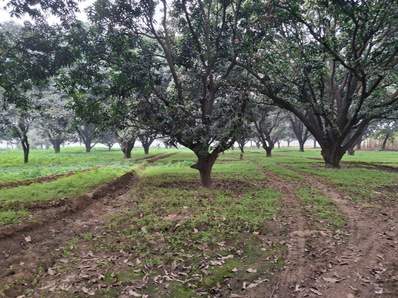  17 Bigha Agricultural/Farm Land for Sale in Saket, Meerut