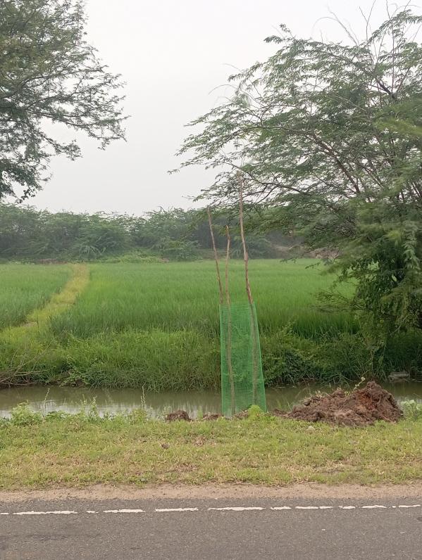  32 Cent Agricultural/Farm Land for Sale in Uthirakosamangai, Ramanathapuram