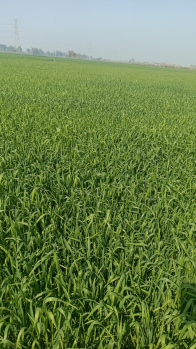  Industrial Land for Sale in Bahadurgarh, Jhajjar