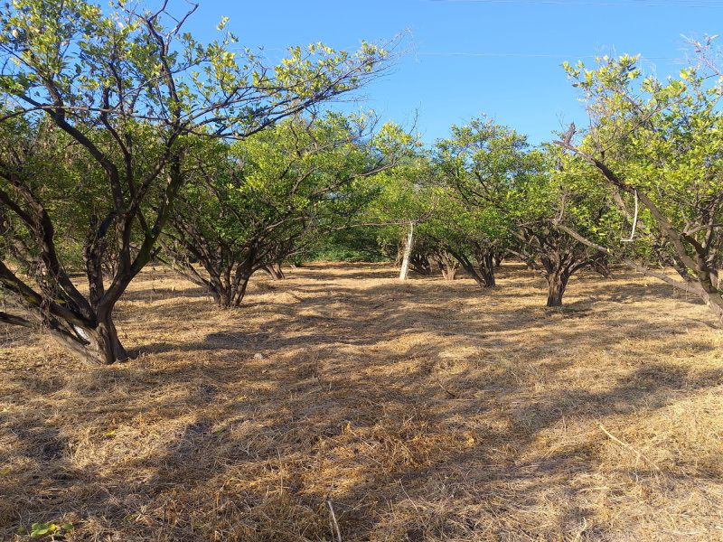  2 Acre Agricultural/Farm Land for Rent in Chandur Bazar, Amravati