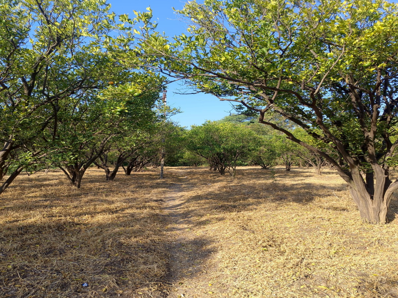  2 Acre Agricultural/Farm Land for Rent in Chandur Bazar, Amravati