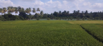  Agricultural Land for Sale in Hosur Taluk, Krishnagiri