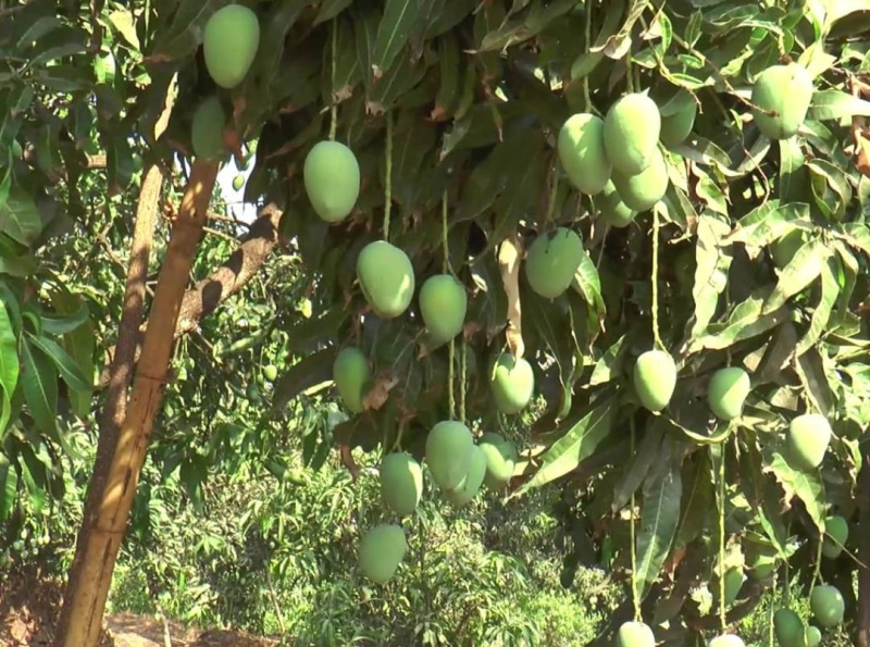  350 Sq.ft. Agricultural/Farm Land for Sale in Devgad, Sindhudurg