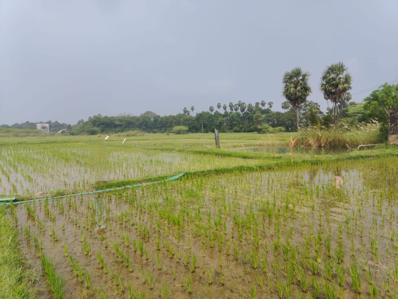  3 Acre Agricultural/Farm Land for Rent in Tindivanam, Villupuram