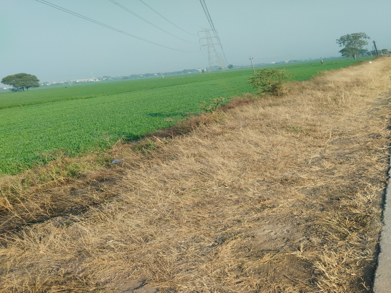  2 Bigha Agricultural/Farm Land for Sale in Kanadia Road, Indore