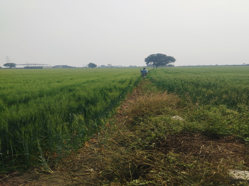  120 Bigha Agricultural/Farm Land for Sale in Badnawar, Dhar