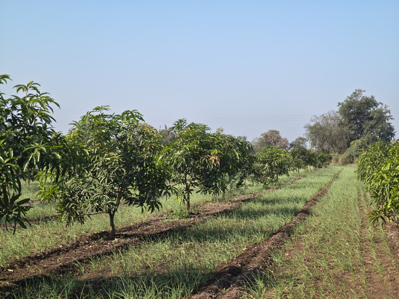 3 BHK 32 Bigha Farm House for Sale in Sasan Gir, Junagadh