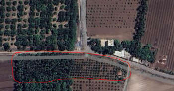  Agricultural Land for Sale in Malia, Junagadh