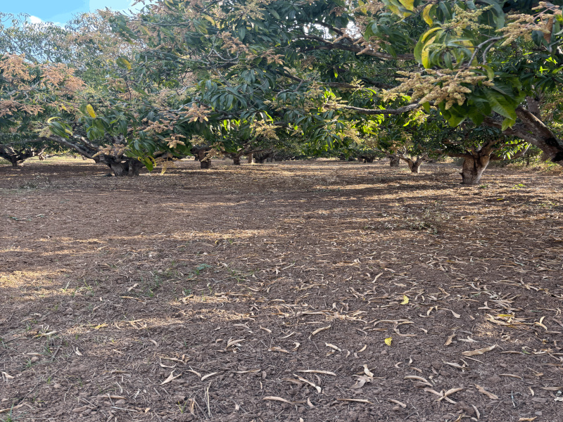  35 Guntha Agricultural/Farm Land for Sale in Kalabhavan, Dharwad