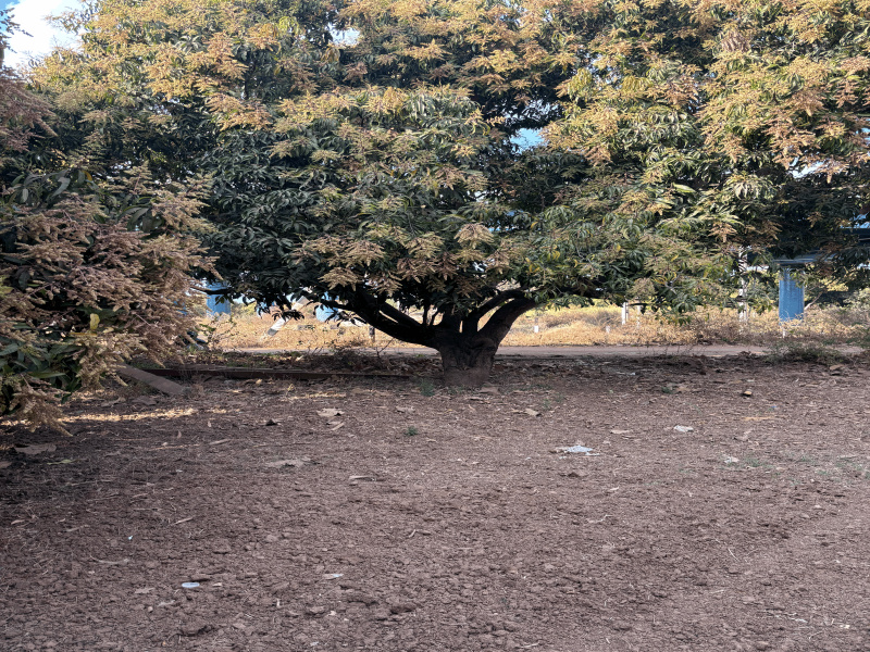  35 Guntha Agricultural/Farm Land for Sale in Kalabhavan, Dharwad