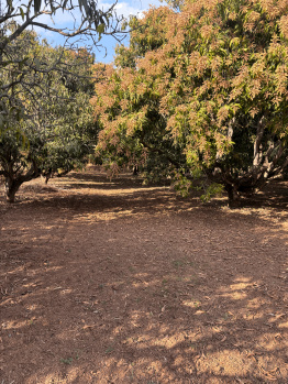  Agricultural Land for Sale in Kalabhavan, Dharwad