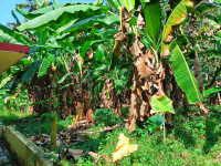  Residential Plot for Sale in Omalloor, Pathanamthitta