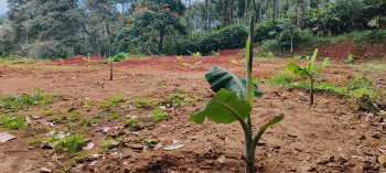  Residential Plot for Sale in Kattappana, Idukki