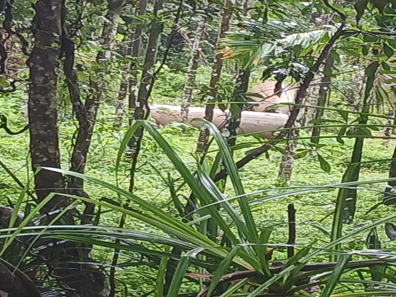  70 Guntha Agricultural/Farm Land for Sale in Tirthahalli, Shimoga