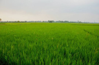  Agricultural Land for Sale in Barundhan, Bundi