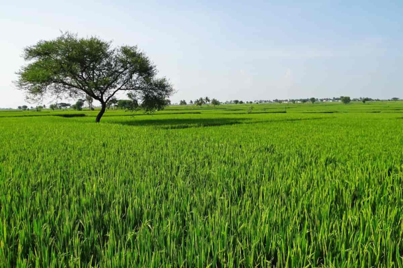  10 Bigha Agricultural/Farm Land for Sale in Barundhan, Bundi