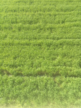 1 BHK Farm House for Sale in Lansdowne, Pauri Garhwal