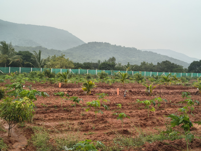  15 Cent Agricultural/Farm Land for Sale in Natham, Dindigul