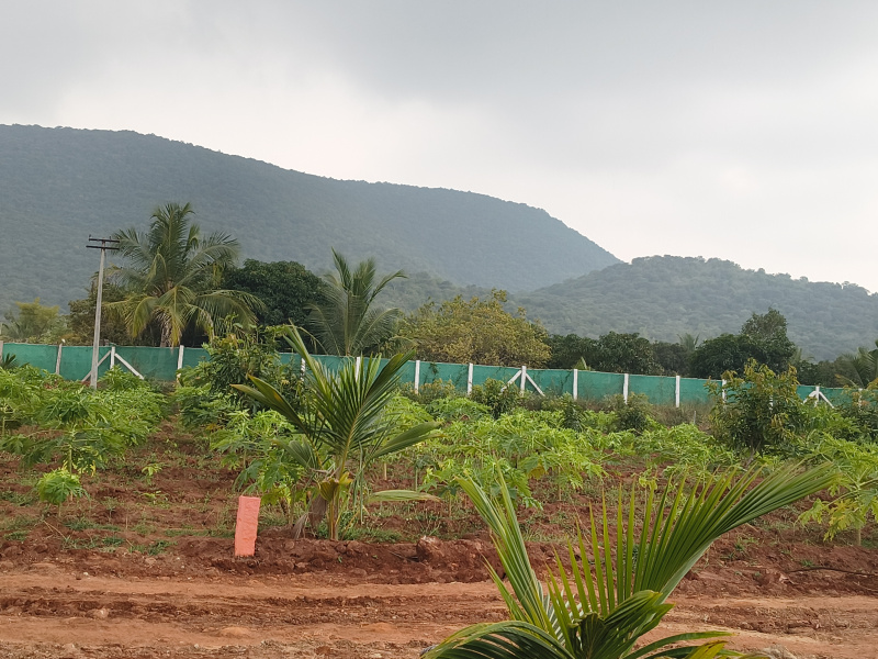  15 Cent Agricultural/Farm Land for Sale in Natham, Dindigul