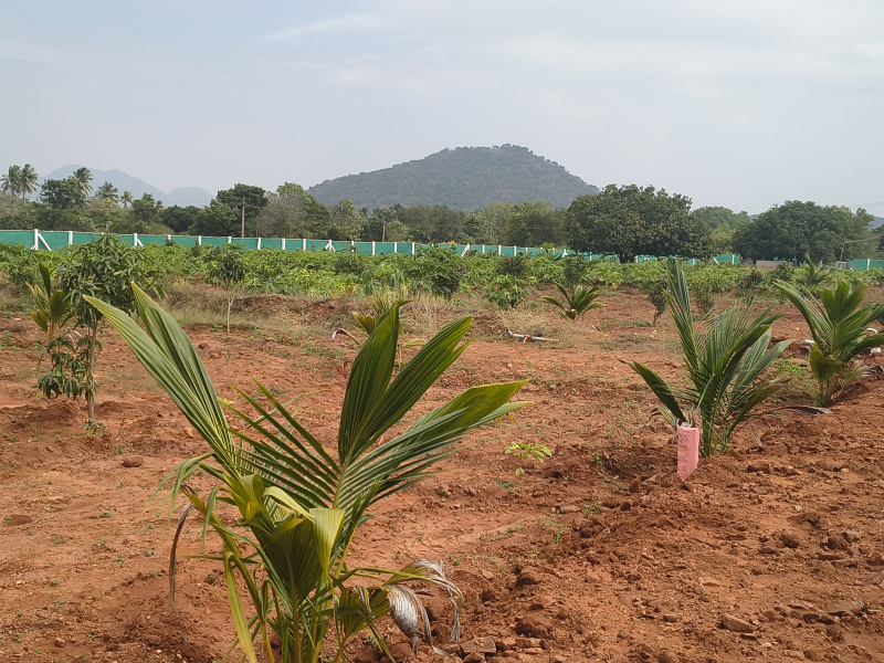 15 Cent Agricultural/Farm Land for Sale in Natham, Dindigul