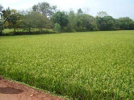  Agricultural Land for Sale in Subhash Nagar, Bareilly