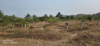  Residential Plot for Sale in Daund, Pune
