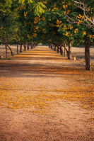  Residential Plot for Sale in Kariapatti, Virudhunagar