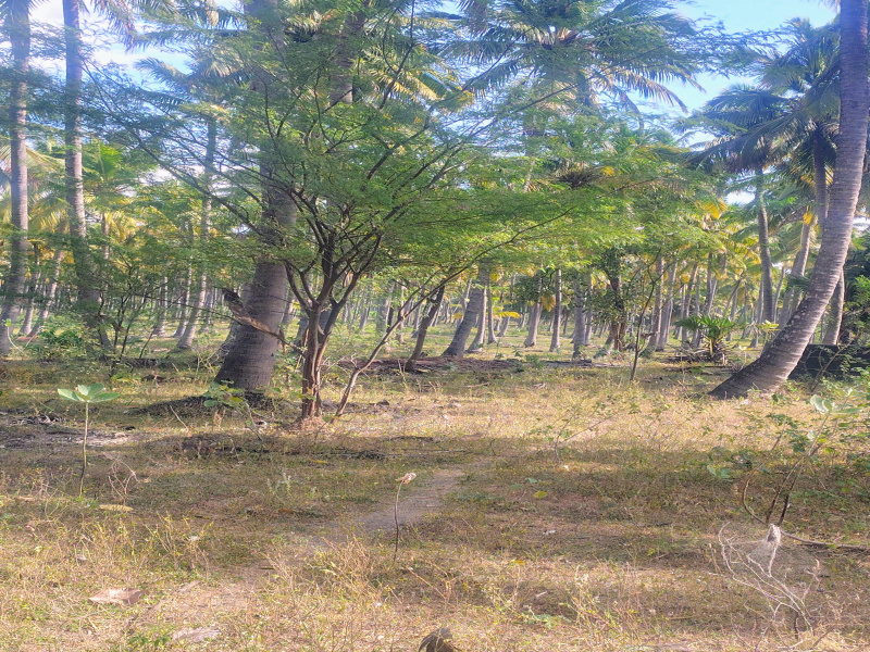  6000 Sq.ft. Residential Plot for Sale in Chenbagaramanputhoor, Kanyakumari
