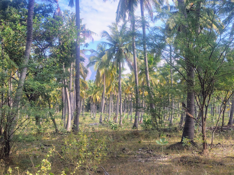  6000 Sq.ft. Residential Plot for Sale in Chenbagaramanputhoor, Kanyakumari