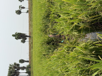  Agricultural Land for Sale in Kusumanchi, Khammam