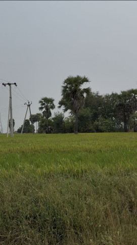  4 Acre Agricultural/Farm Land for Sale in Kusumanchi, Khammam