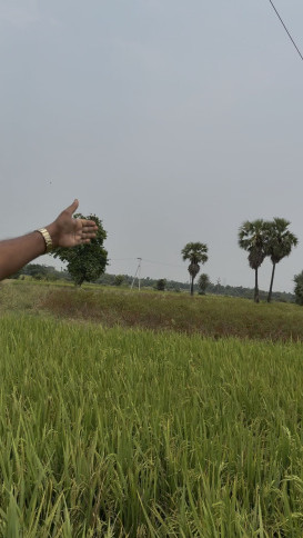  4 Acre Agricultural/Farm Land for Sale in Kusumanchi, Khammam