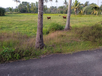  Agricultural Land for Sale in Kanjikuzhi, Alappuzha
