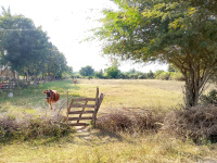  Residential Plot for Sale in Annavasal, Pudukkottai