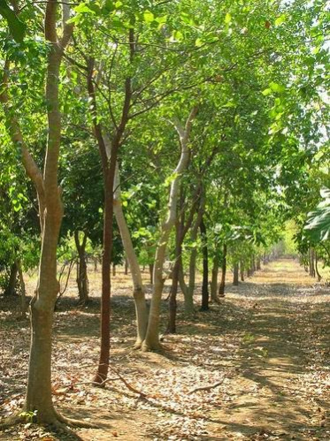  3600 Sq.ft. Agricultural/Farm Land for Sale in Viralimalai, Tiruchirappalli