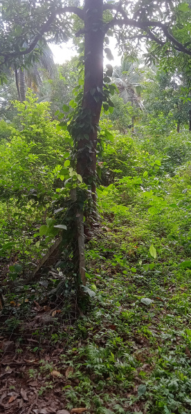  22 Cent Residential Plot for Sale in Parali, Palakkad