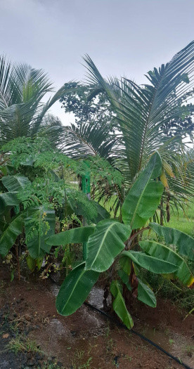  9600 Sq.ft. Agricultural/Farm Land for Sale in Maduranthakam, Chengalpattu