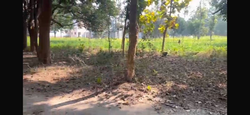  6 Katha Commercial Land for Sale in Teghra, Begusarai