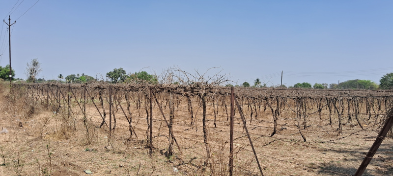  95 Guntha Residential Plot for Sale in Odha, Nashik