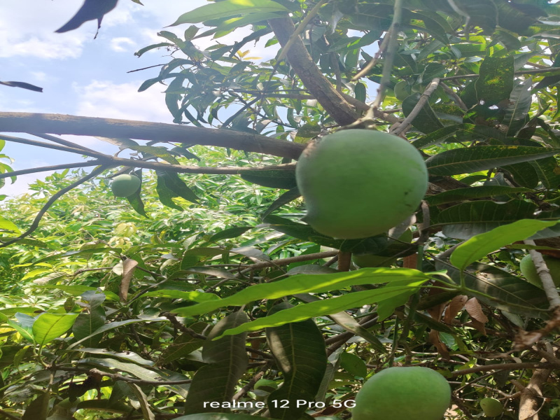 1 BHK 90000 Sq.ft. Farm House for Sale in Waghodia, Vadodara