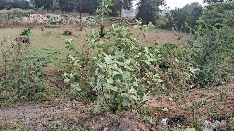  40000 Sq.ft. Industrial Land for Sale in Padra, Vadodara