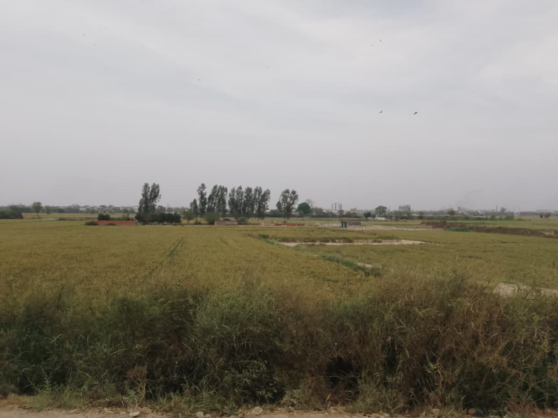  1000 Sq. Yards Residential Plot for Sale in Sector 145 Noida