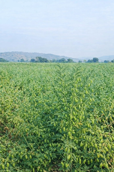  65 Acre Agricultural/Farm Land for Sale in Kolayat, Bikaner