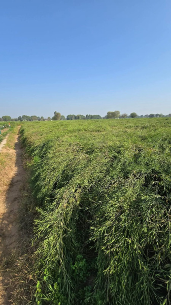  65 Acre Agricultural/Farm Land for Sale in Kolayat, Bikaner